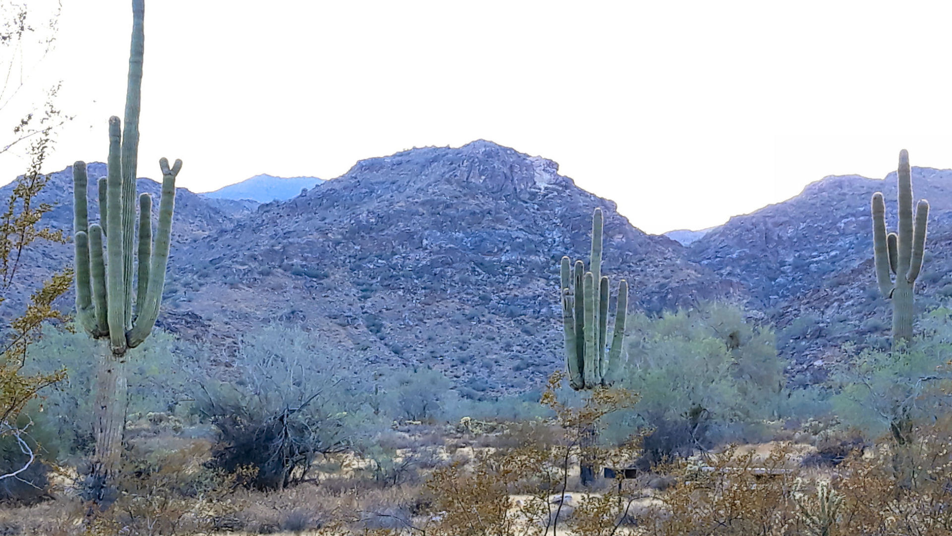 Photo of the desert with cactus in the White Tank Mountain Regional Park in Surprise AZ