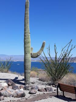 Photo of a lakeside bench with a tall cactus