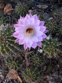 Lavender cactus flower