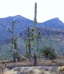 Photo of the White Tank Mountain Regional Park with cactus